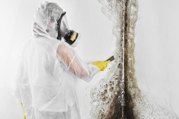 Mold Removal Process in Lake Park, NC